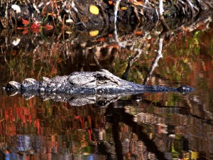 alligator